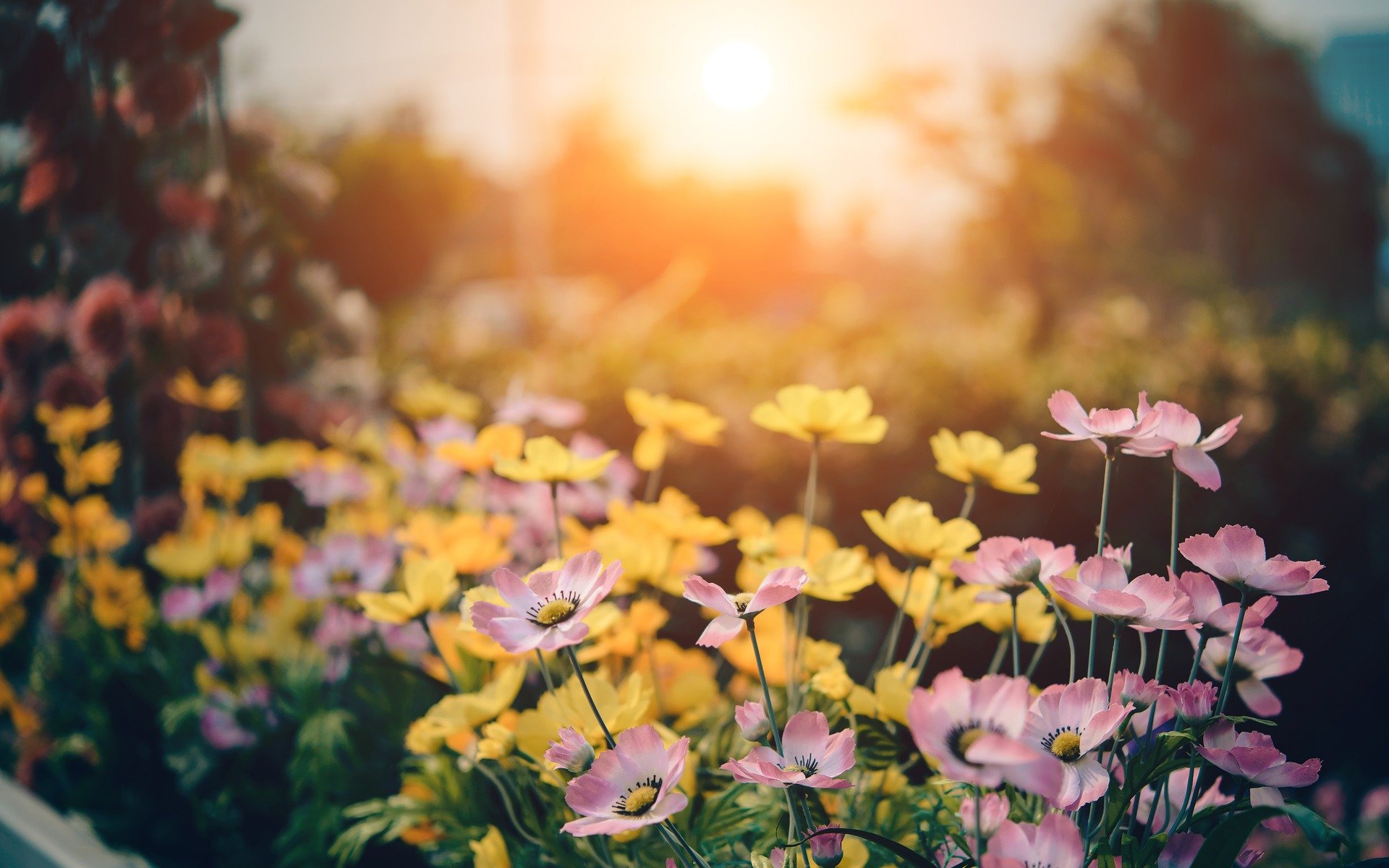 bloemen