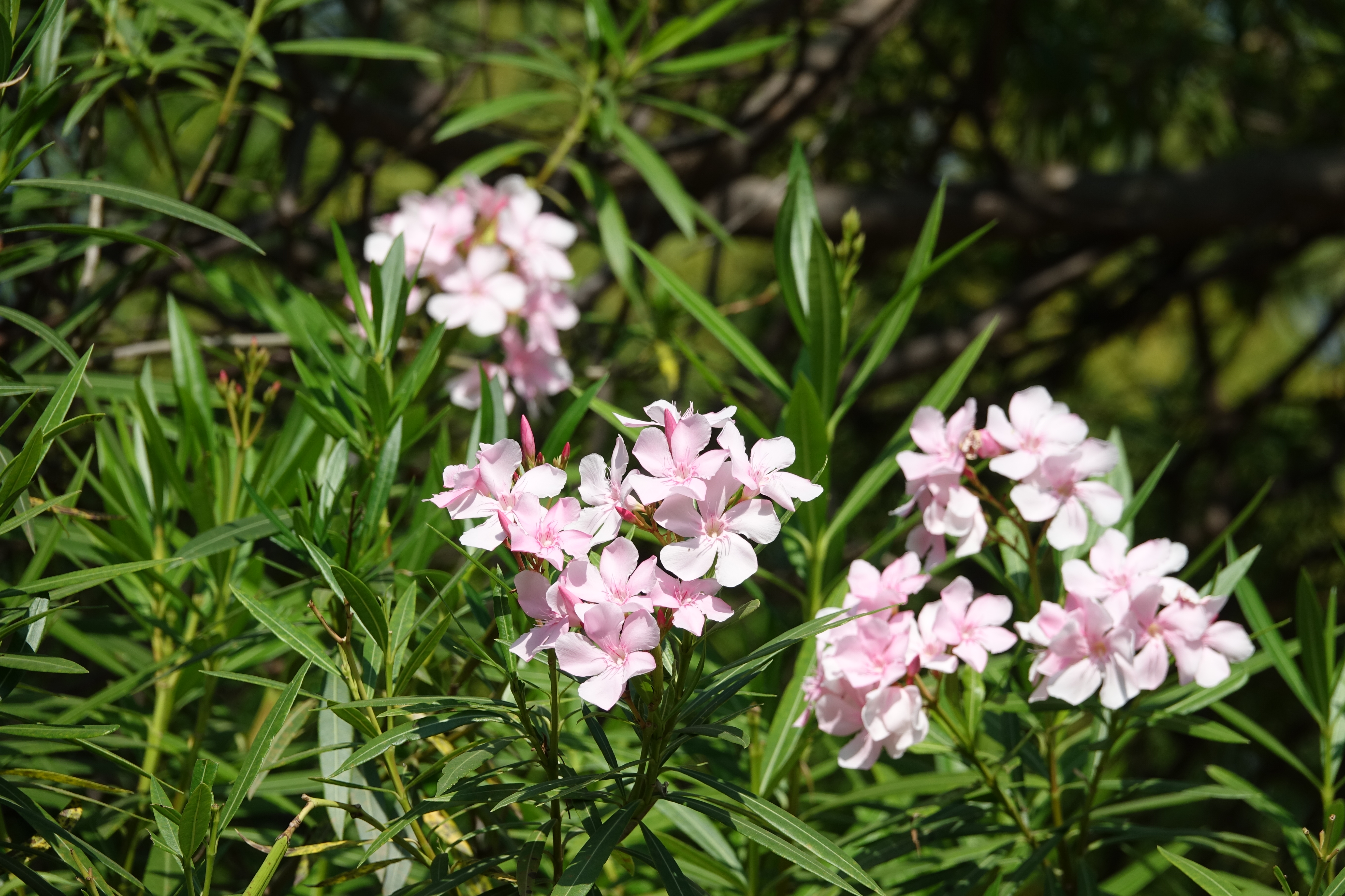 Bloempakket