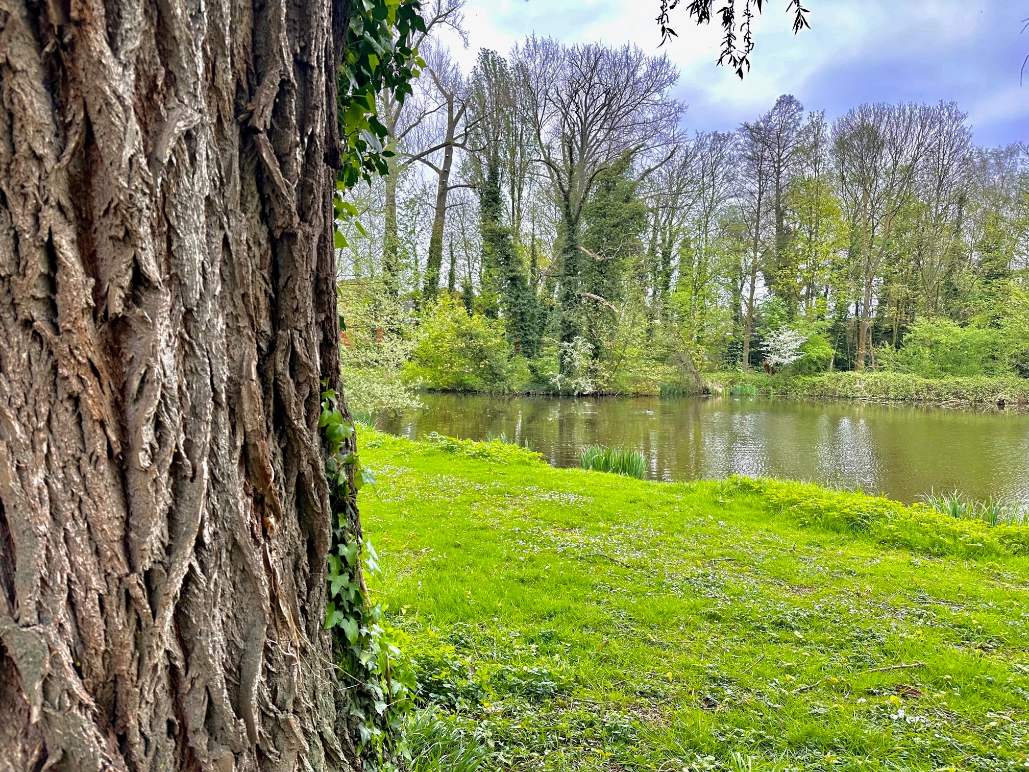 Knuffelboom