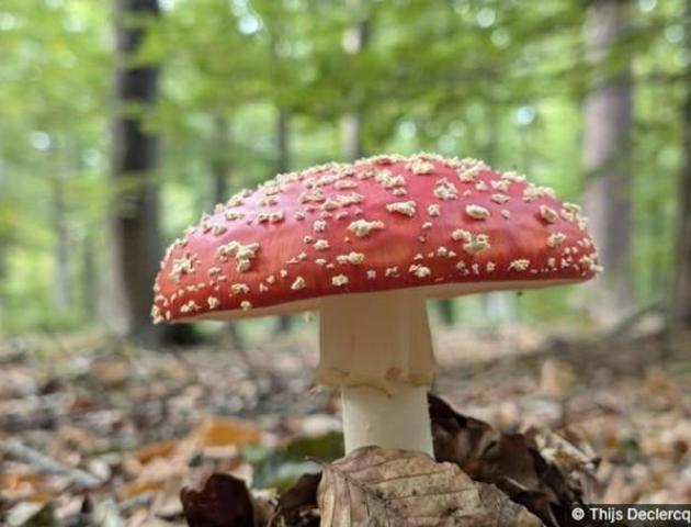 Paddenstoelen en pannenkoeken in het Blaasvelds Broek © Thijs Declercq