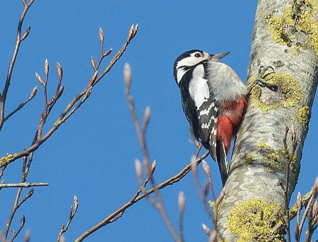 Vijf vogels - winterwandeling in de Biezenweiden © Natuurpunt