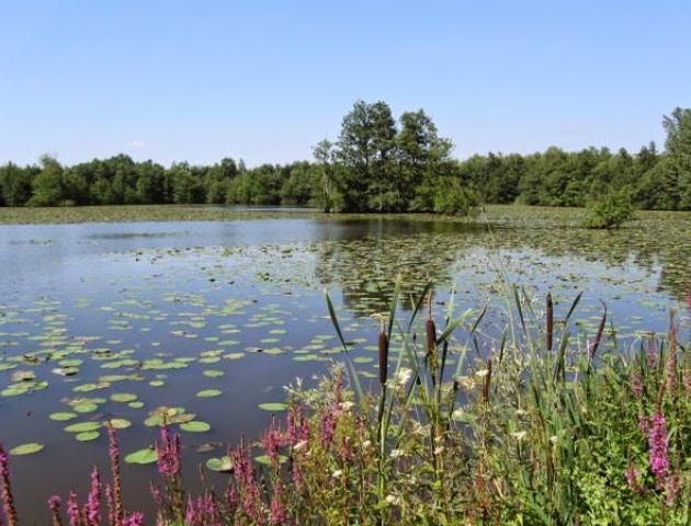 Paddenstoelen © Natuurgidsen Broekgebieden Willebroek