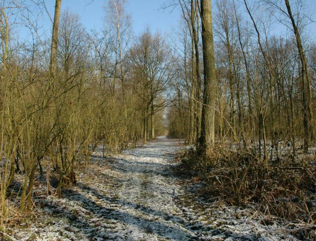 Op naar de winter in de Biezenweiden © saxifraga-luc hoogenstein