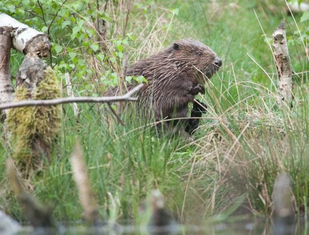 Beverwandeling in de Biezenweiden © Wim Dirckx