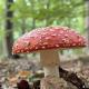 Paddenstoelen en pannenkoeken in het Blaasvelds Broek © Thijs Declercq