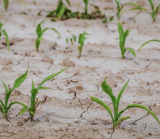 droog maisveld