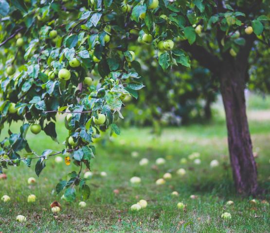 Malus domestica Elstar