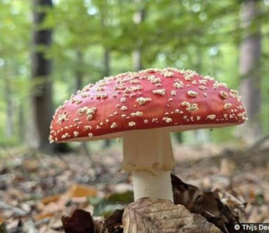 Paddenstoelen en pannenkoeken in het Blaasvelds Broek © Thijs Declercq