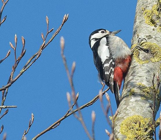 Vijf vogels - winterwandeling in de Biezenweiden © Natuurpunt