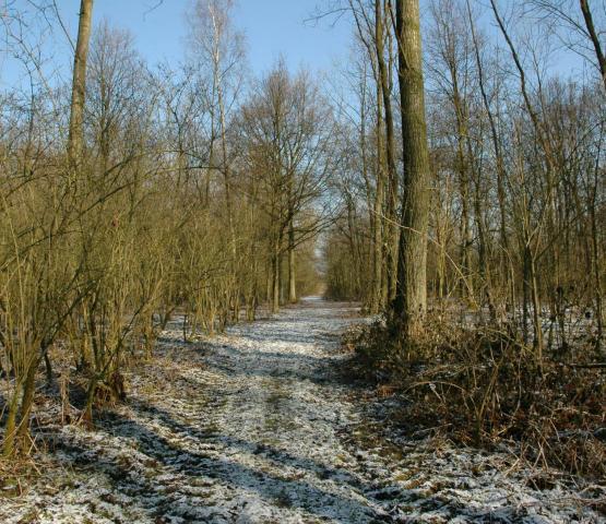 Op naar de winter in de Biezenweiden © saxifraga-luc hoogenstein