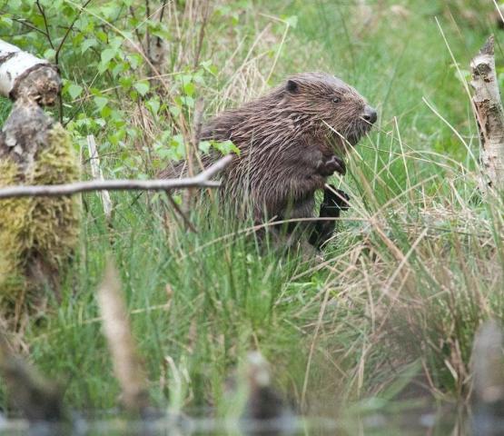 Beverwandeling in de Biezenweiden © Wim Dirckx