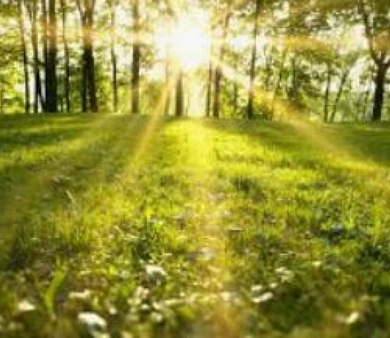 Shinrin Yoku © Stockfoto's