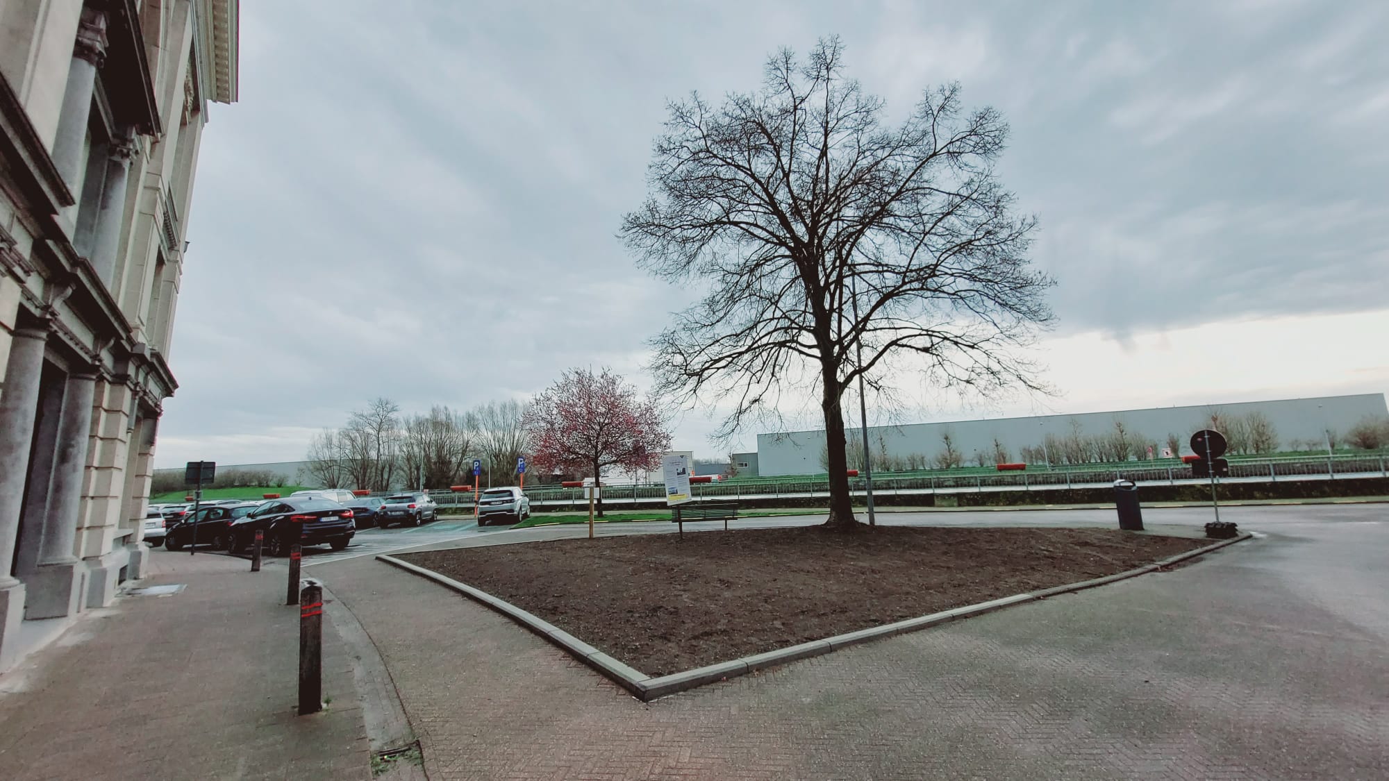 Vredesboom